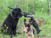 Превью фото № 183614