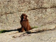 Превью фото № 183652