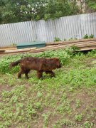 Превью фото № 183659