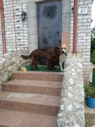 Превью фото № 183663