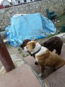 Превью фото № 183665