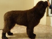 Превью фото № 183668