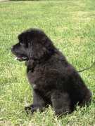 Превью фото № 183676