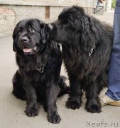 Превью фото № 183695