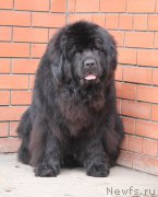 Превью фото № 183715