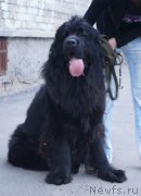 Превью фото № 183717