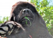 Превью фото № 183741