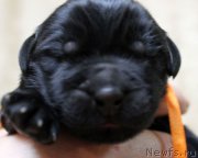 Превью фото № 183796