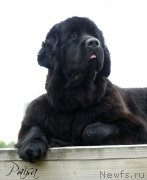 Превью фото № 183809