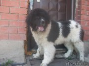 Превью фото № 183888