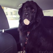 Превью фото № 183982