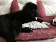 Превью фото № 184016