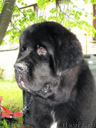 Превью фото № 184085