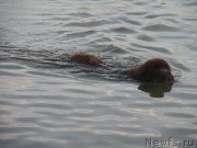 Превью фото № 184117