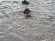 Превью фото № 184118