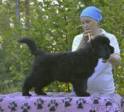 Превью фото № 184141