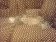 Превью фото № 184146