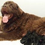 Превью фото № 184253