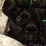 Превью фото № 184255