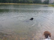 Превью фото № 184307