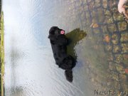 Превью фото № 184309