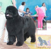 Превью фото № 184375