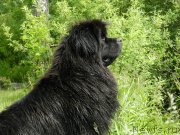 Превью фото № 184395