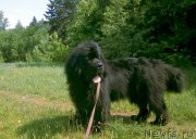 Превью фото № 184421