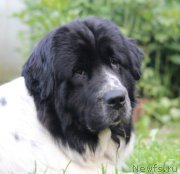 Превью фото № 184443