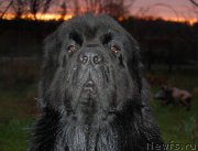 Превью фото № 184471