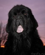 Превью фото № 184476