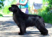 Превью фото № 184477