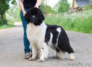 Превью фото № 184479