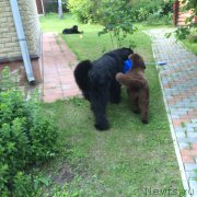 Превью фото № 184495