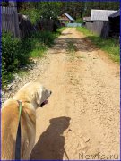 Превью фото № 184496