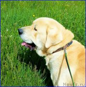 Превью фото № 184497