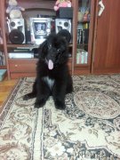 Превью фото № 184499