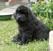 Превью фото № 184508