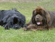 Превью фото № 184510