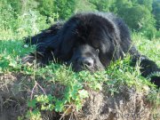 Превью фото № 184526