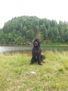 Превью фото № 184528