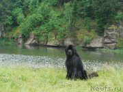 Превью фото № 184529