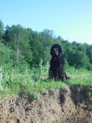 Превью фото № 184530