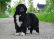 Превью фото № 184560