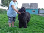 Превью фото № 184593