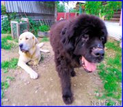 Превью фото № 184611