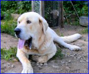 Превью фото № 184614