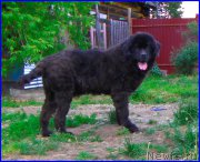 Превью фото № 184618