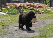 Превью фото № 184649