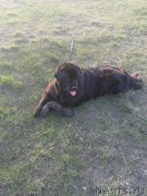 Превью фото № 184670